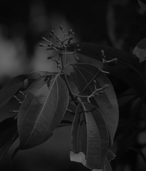 Garden Image
